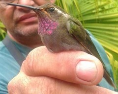 Lampornis amethystinus