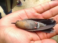 Lampornis amethystinus