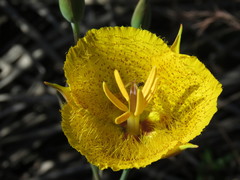 Calochortus weedii