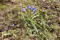 Scilla siberica