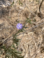 Evolvulus arizonicus