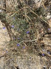 Evolvulus arizonicus