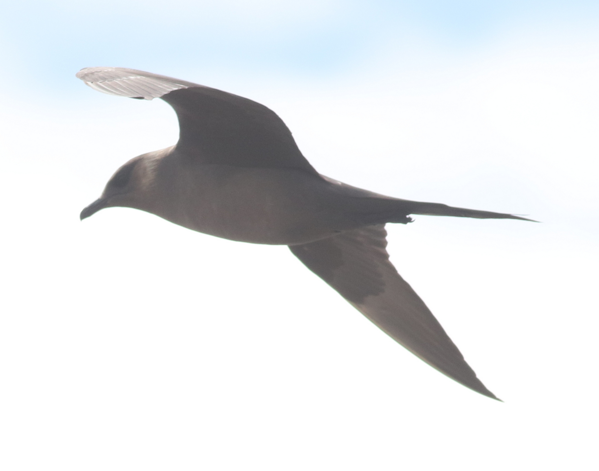Parasitic Jaeger