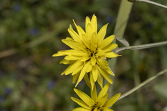 Pseudopodospermum elatum