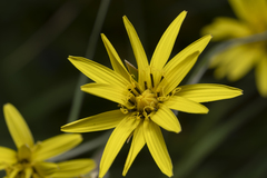 Pseudopodospermum elatum