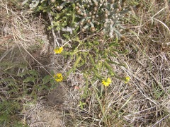 Euryops muirii