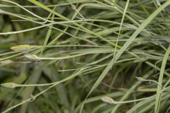 Pseudopodospermum elatum