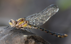 Ophiogomphus susbehcha