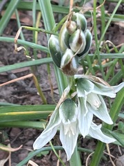 Ornithogalum boucheanum