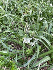 Ornithogalum boucheanum