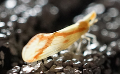 Otiocerus coquebertii