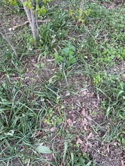 Ornithogalum boucheanum