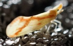 Otiocerus coquebertii