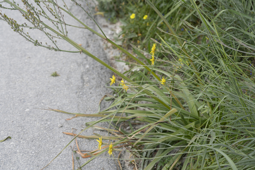 Image of Pseudopodospermum elatum by (c) Eleftherios Katsillis, some rights reserved (CC BY)