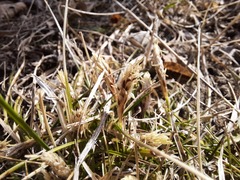 Carex humilis