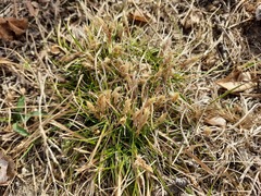 Carex humilis