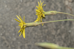 Pseudopodospermum elatum