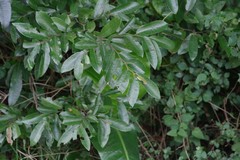 Maytenus peduncularis