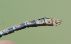 Ophiogomphus susbehcha