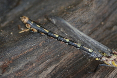 Ophiogomphus susbehcha