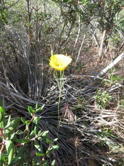 Calochortus weedii