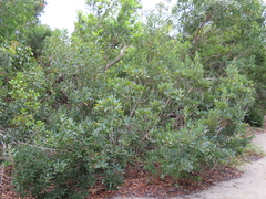 Manilkara jaimiqui subsp. emarginata image