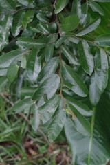 Maytenus peduncularis