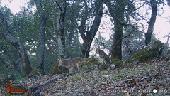 Canis latrans ochropus