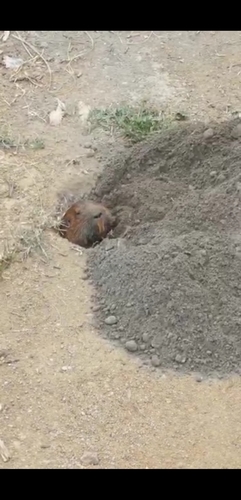 Merriam's Pocket Gopher