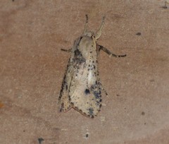 Purius superpulverea