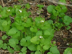 Alliaria petiolata