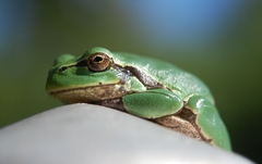 Hyla intermedia perrini