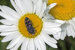 Acmaeoderella flavofasciata flavofasciata