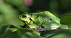 Hyla intermedia perrini
