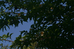 Oncoba spinosa