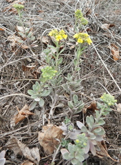 Alyssum montanum gmelinii