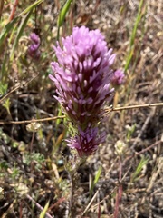 Castilleja exserta