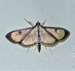 Hyalea pallidalis