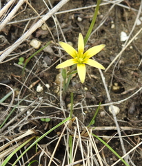 Gagea pusilla