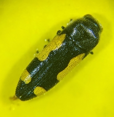 Ptosima gibbicollis