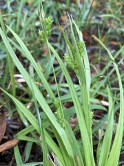 Carex gholsonii