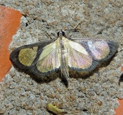 Hyalea