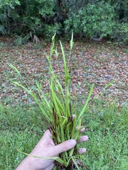 Carex gholsonii