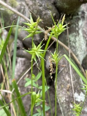 Carex lonchocarpa