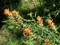 Castilleja nelsonii