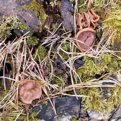 Gyromitra perlata
