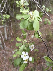 Crataegus alabamensis
