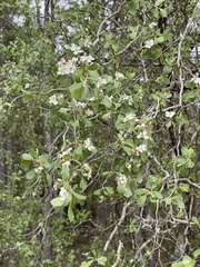 Crataegus alabamensis