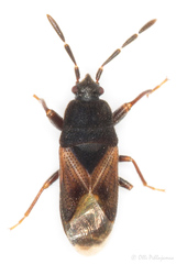 Tropistethus holosericus