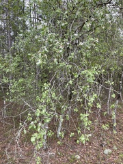 Crataegus alabamensis